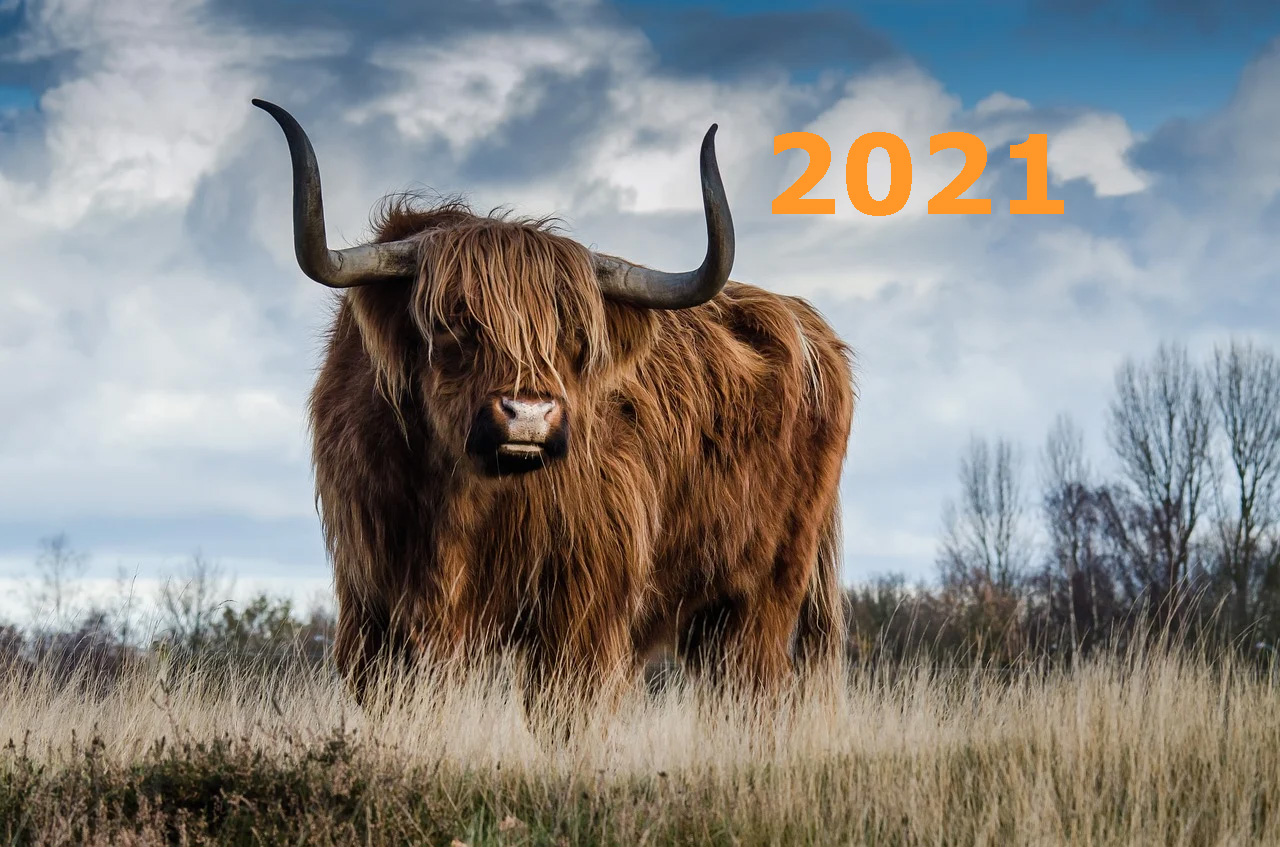 Прогноз на 2021 год металлического быка